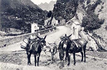 Corte porteur de lait