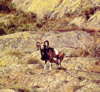 Mouflon