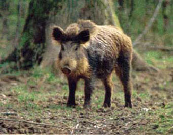 Sanglier