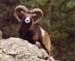 Mouflon d'Asco