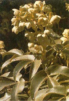 Ellebore