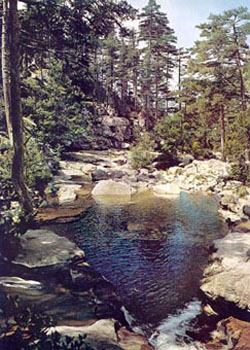 Forêt d'Aïtone