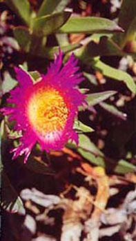Griffes de Sorciere 1