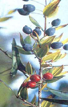 Myrte