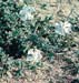 Silene