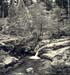 Forêt Valdo Niello