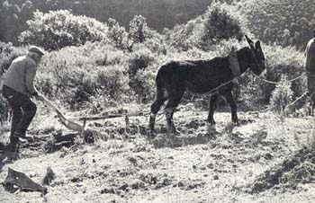 Laboureur corse