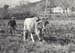 Labourage des vignes